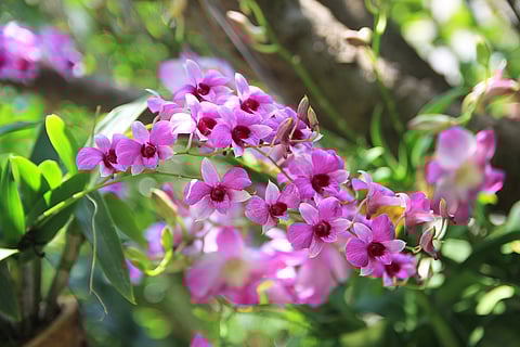 Orchids in their glory